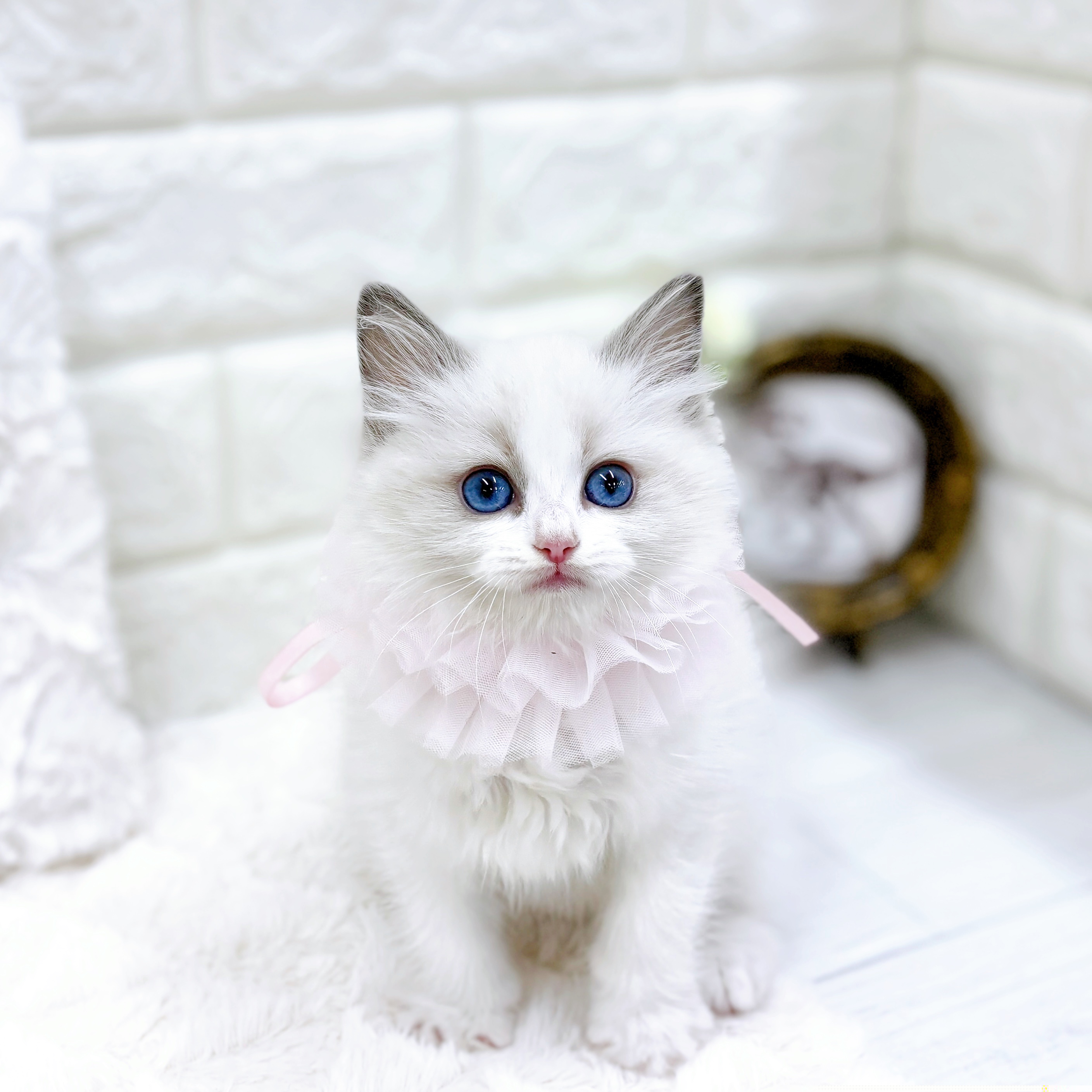 ラグドール女の子の写真