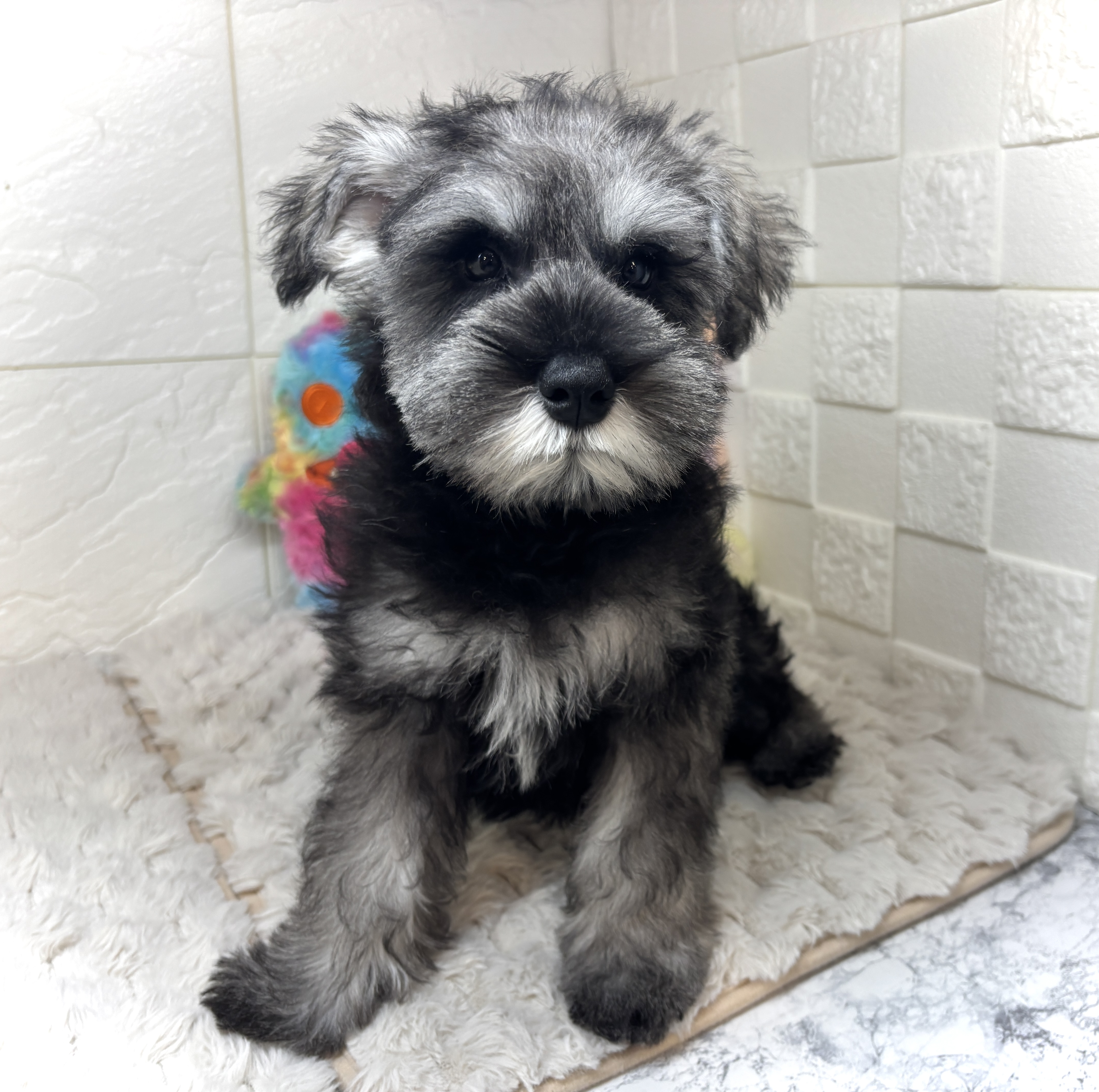 兵庫県のミニチュアシュナウザー (犬の家＆猫の里ゆめタウン姫路店/2026年1月17日生まれ/男の子/ソルトペッパー)の子犬の2枚目の画像