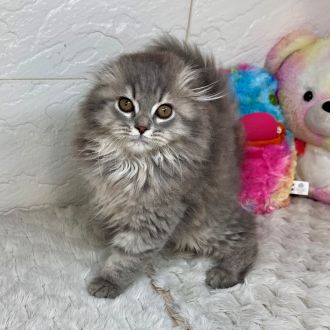 兵庫県のスコティッシュフォールド (犬の家＆猫の里ゆめタウン姫路店/2026年1月20日生まれ/男の子/ブルータビーホワイト)の子猫の2枚目の画像