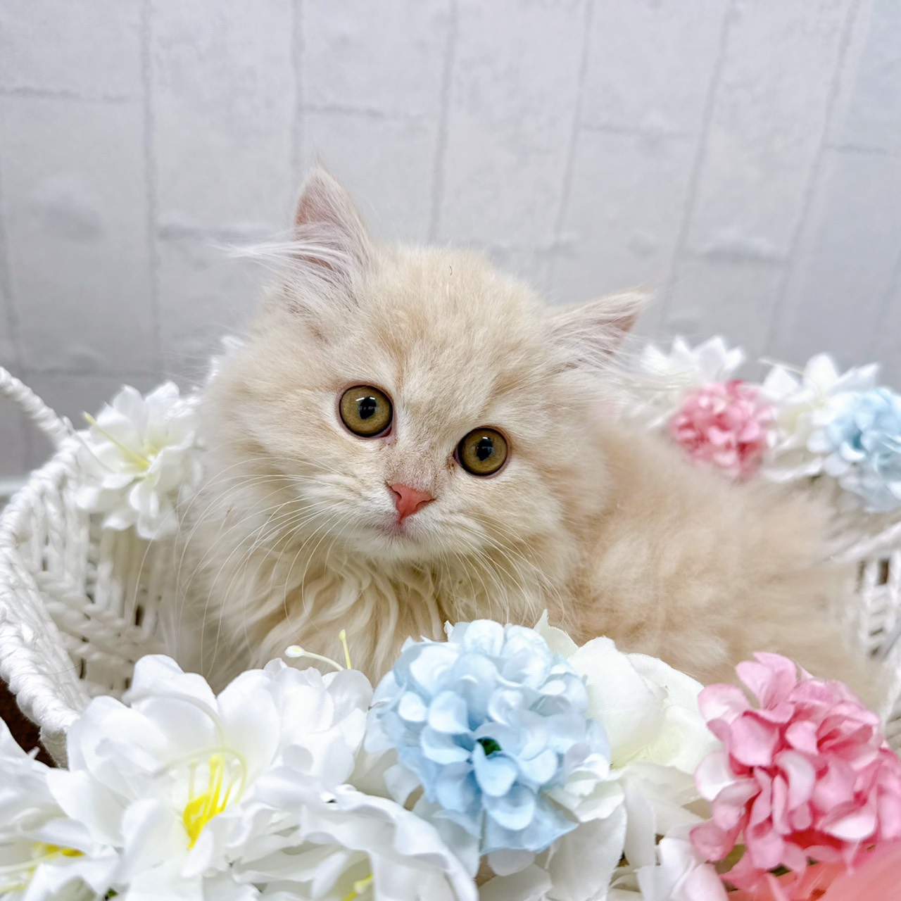 石川県のスコティッシュフォールド (犬の家＆猫の里アミーゴ金沢有松店/2026年1月20日生まれ/女の子/クリームタビー)の子猫の2枚目の画像