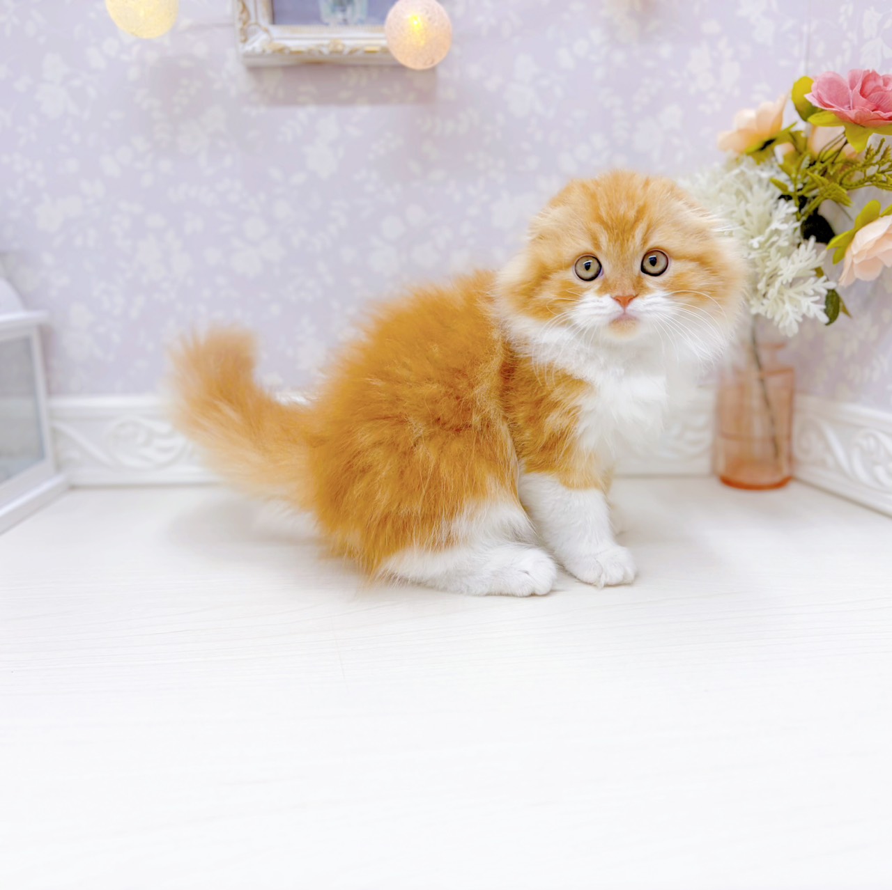 富山県のスコティッシュフォールド (犬の家＆猫の里アミーゴ山室店/2026年1月19日生まれ/男の子/レッドタビーホワイト)の子猫の2枚目の画像