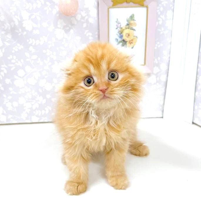 富山県のスコティッシュフォールド (犬の家＆猫の里アミーゴ高岡蓮花寺店/2026年1月19日生まれ/男の子/レッドタビー)の子猫の1枚目の画像