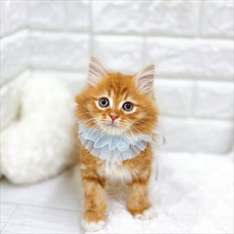 福井県のサイベリアン (犬の家＆猫の里アミーゴ福井店/2026年1月13日生まれ/男の子/レッドタビーホワイト)の子猫の1枚目の画像