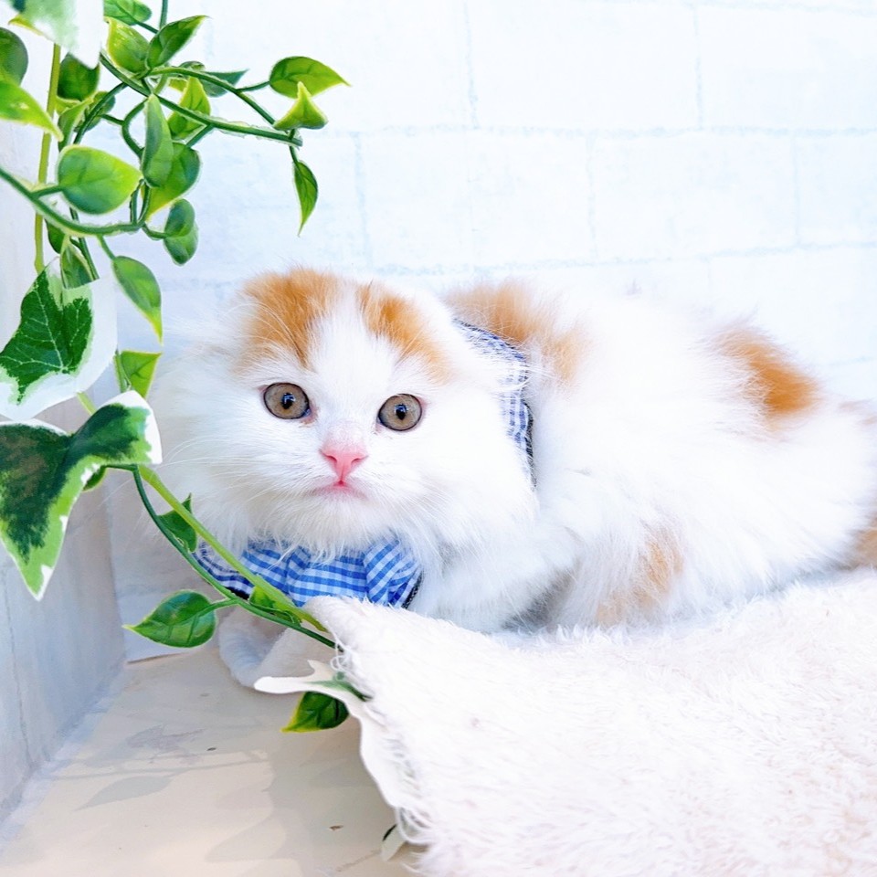 石川県のスコティッシュフォールド (犬の家＆猫の里金沢店/2026年1月18日生まれ/男の子/レッドタビーホワイト)の子猫の2枚目の画像