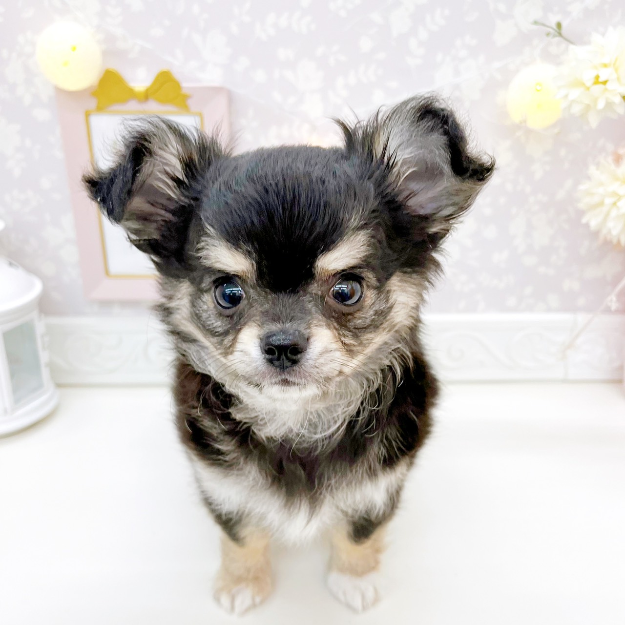 富山県のチワワ(ロング) (犬の家＆猫の里富山店/2026年1月20日生まれ/男の子/ブラックタンホワイト)の子犬の1枚目の画像