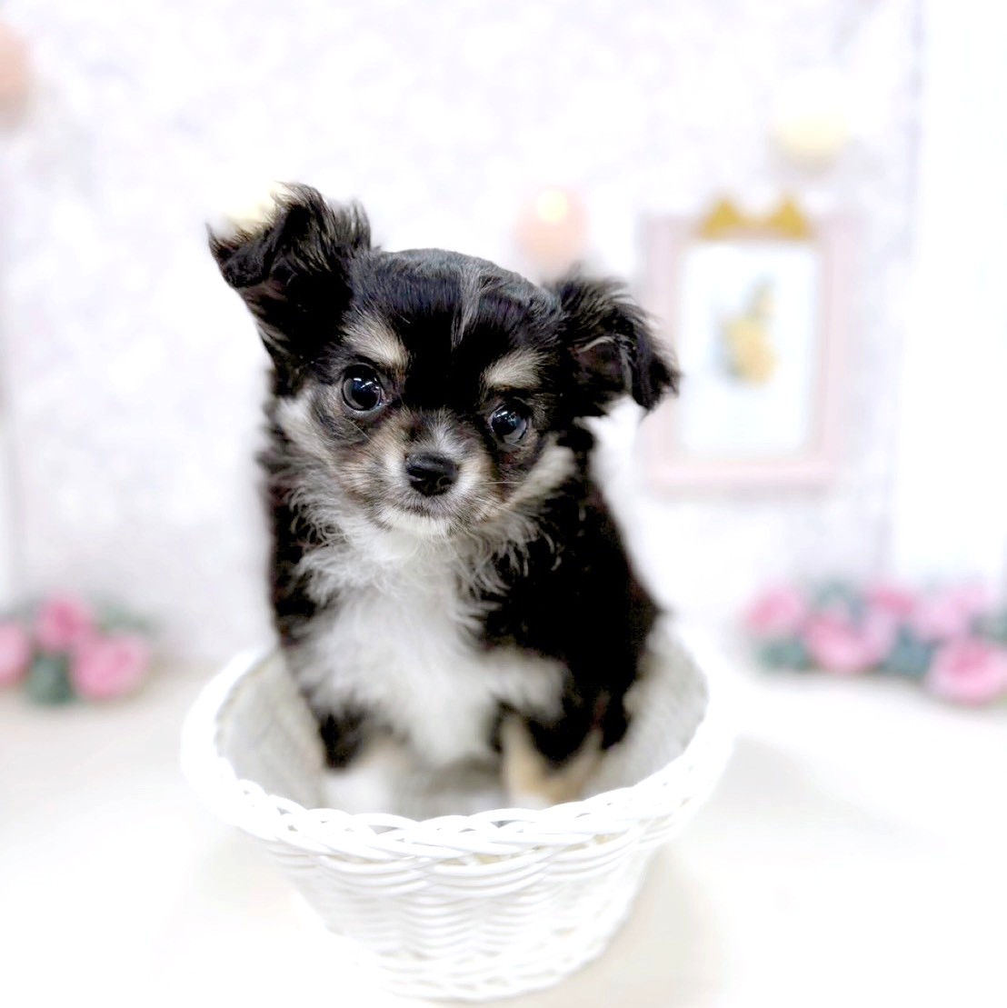 富山県のチワワ(ロング) (犬の家＆猫の里アミーゴ高岡蓮花寺店/2026年1月20日生まれ/女の子/ブラックタンホワイト)の子犬の1枚目の画像
