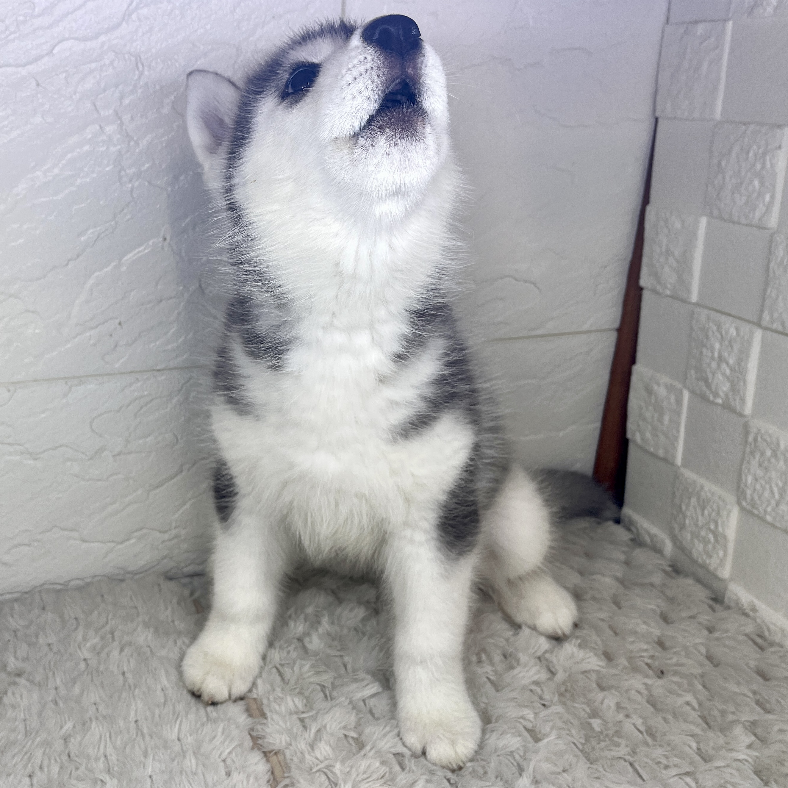 兵庫県のシベリアンハスキー (犬の家＆猫の里ゆめタウン姫路店/2026年1月22日生まれ/女の子/ブラックホワイト)の子犬の2枚目の画像