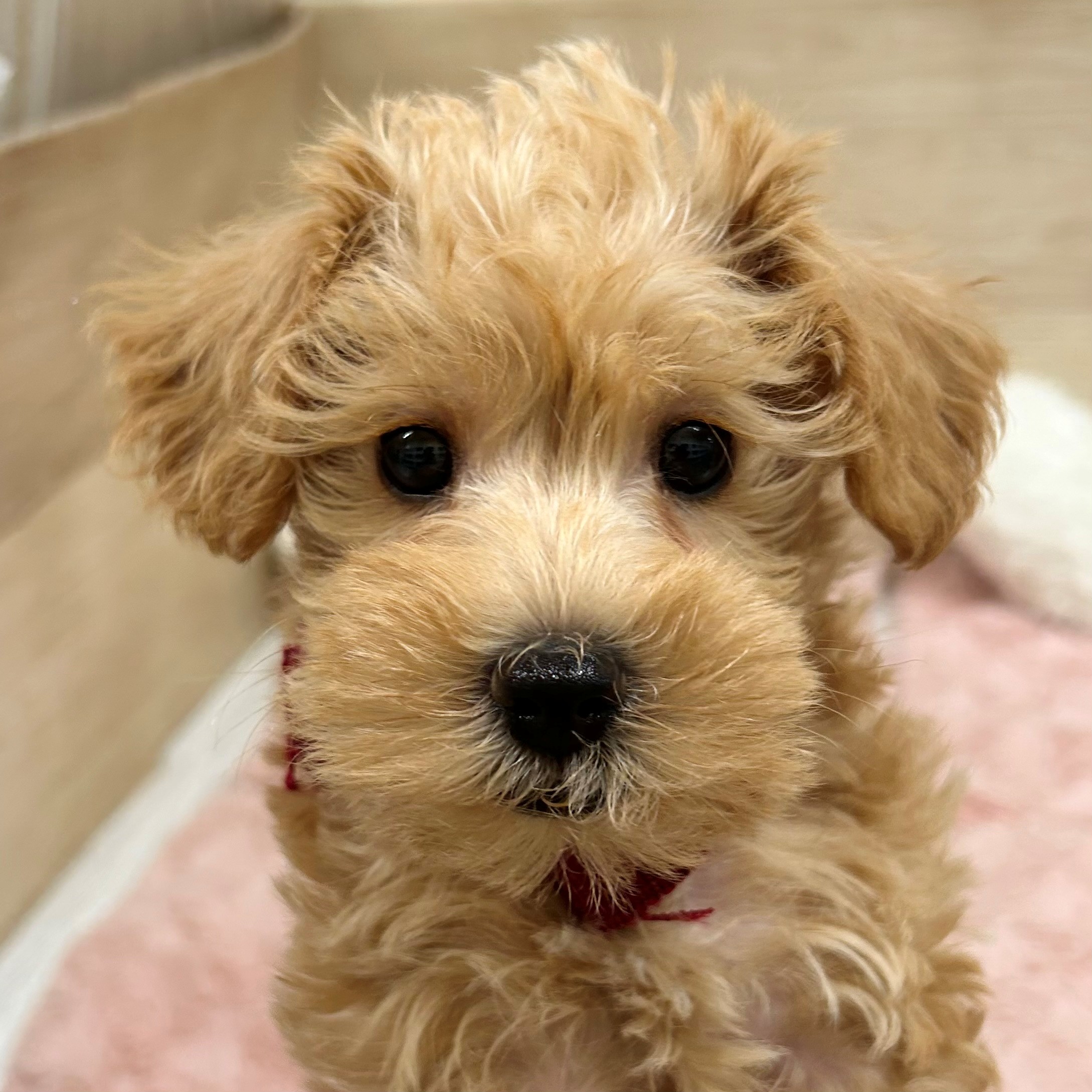 大阪府のシュナプー(シュナウザー×プードル) (犬の家＆猫の里そよら東岸和田店/2026年1月22日生まれ/女の子/アプリコット)の子犬の1枚目の画像