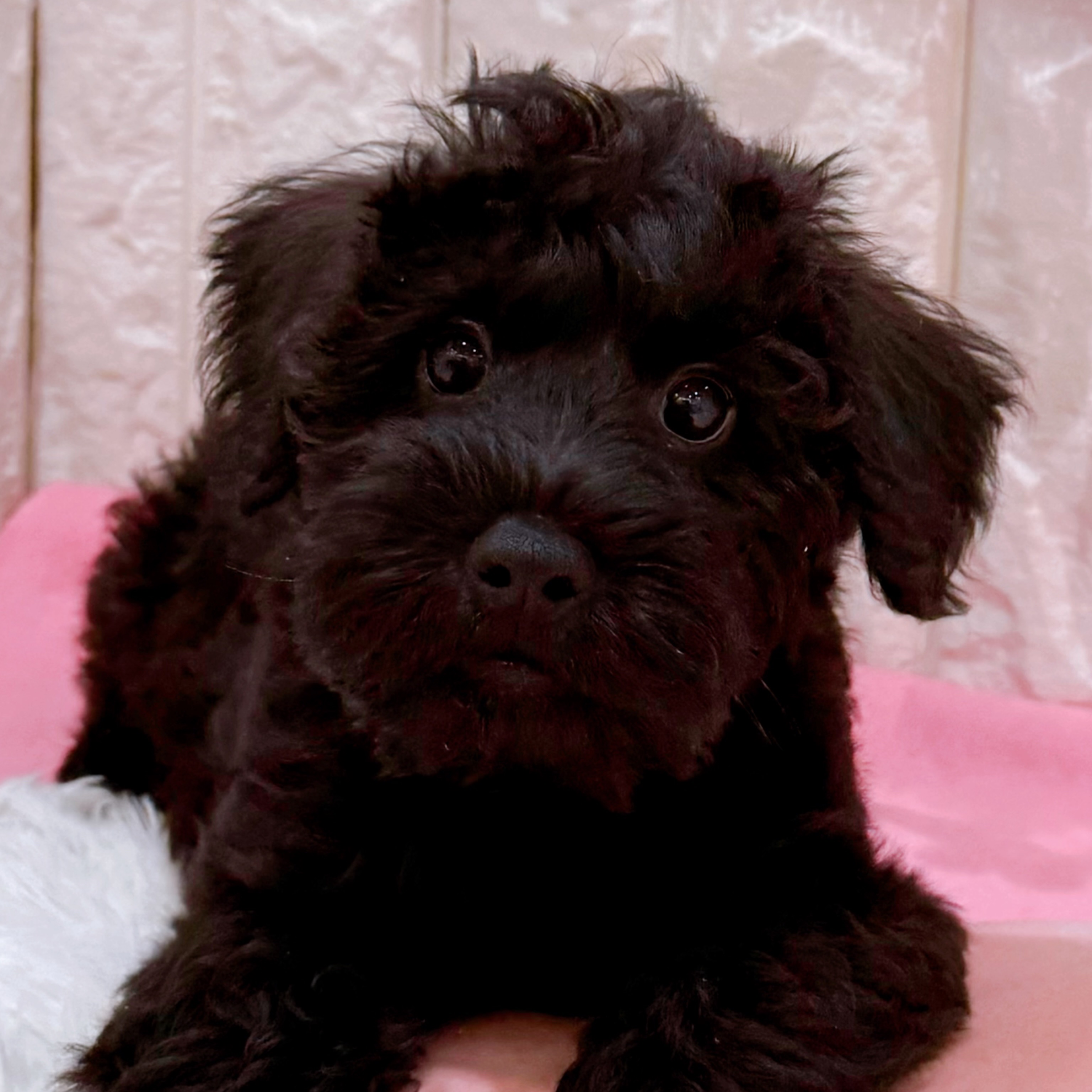 岡山県のシュナプー(シュナウザー×プードル) (犬の家＆猫の里倉敷店/2026年1月22日生まれ/男の子/ブラック)の子犬の1枚目の画像