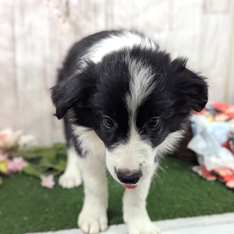 神奈川県のボーダーコリー (犬の家＆猫の里小田原店/2026年1月21日生まれ/男の子/ブラックホワイト)の子犬の2枚目の画像