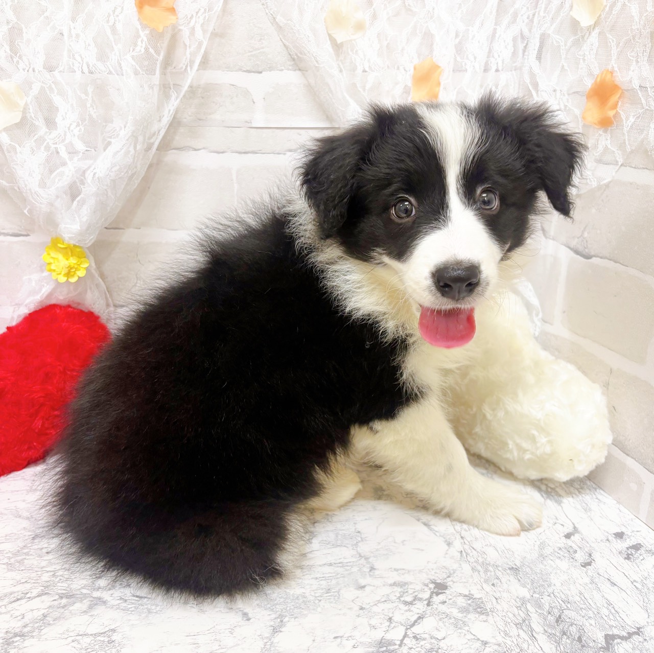 京都府のボーダーコリー (犬の家＆猫の里京都精華店/2026年1月21日生まれ/女の子/ブラックホワイト)の子犬の2枚目の画像