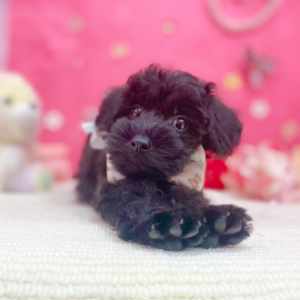 岐阜県のシュナプー(シュナウザー×プードル) (犬の家＆猫の里岐南店/2026年1月22日生まれ/女の子/ブラック)の子犬の2枚目の画像