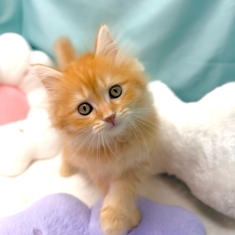 愛知県のマンチカン (犬の家＆猫の里愛知刈谷店/2026年1月21日生まれ/男の子/レッドタビー)の子猫の2枚目の画像