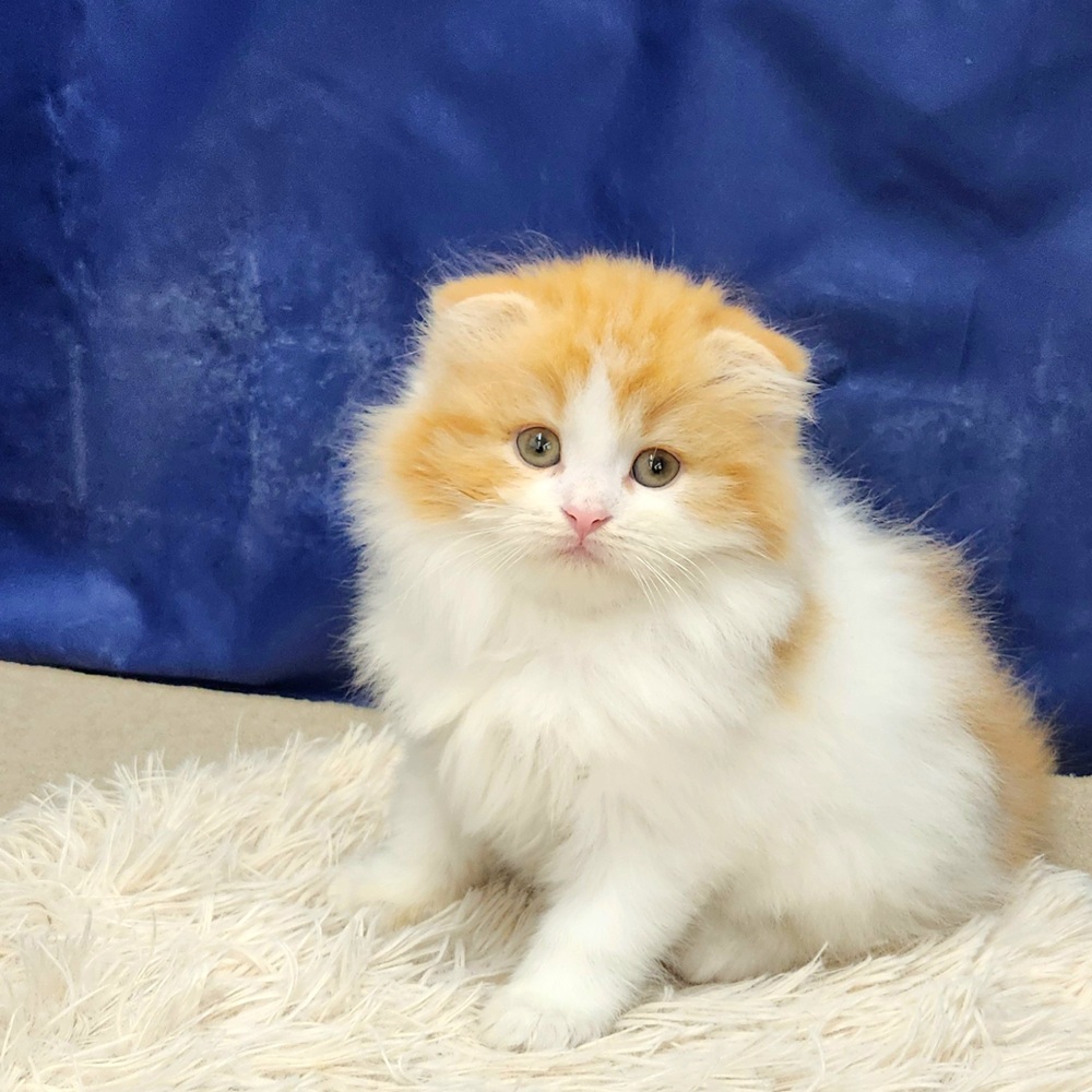 岐阜県のスコティッシュフォールド (犬の家＆猫の里中津川店/2026年1月22日生まれ/女の子/レッドタビーホワイト)の子猫の1枚目の画像