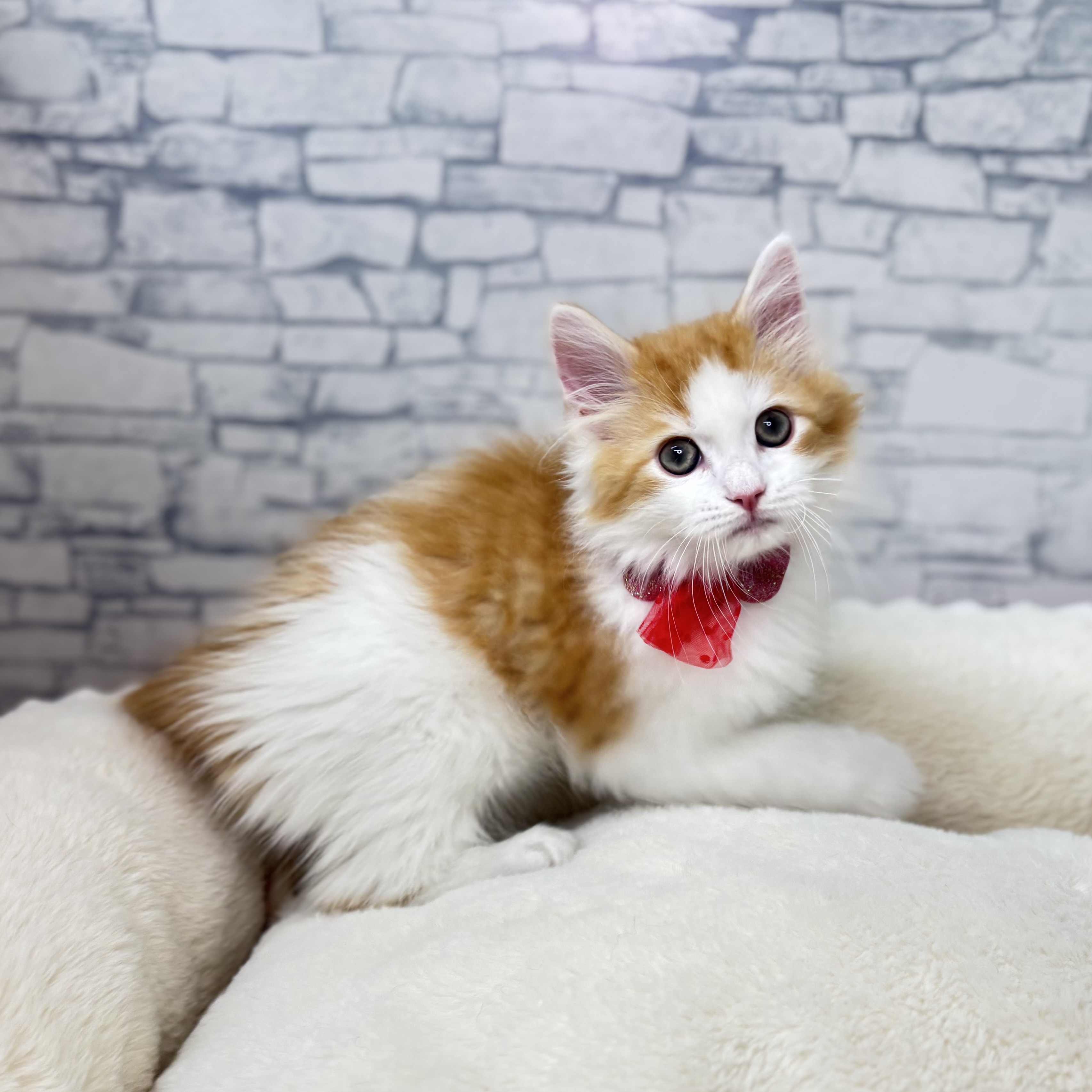 長野県のマンチカン (犬の家＆猫の里長野店/2026年1月21日生まれ/男の子/レッドタビーホワイト)の子猫の2枚目の画像