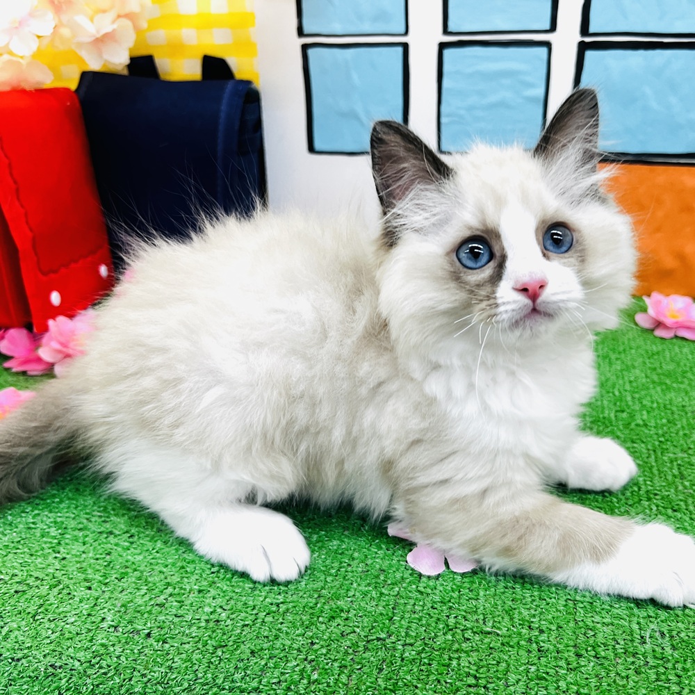愛知県のラグドール (犬の家＆猫の里名古屋天白店/2026年1月22日生まれ/男の子/シールポイントバイカラー)の子猫の2枚目の画像