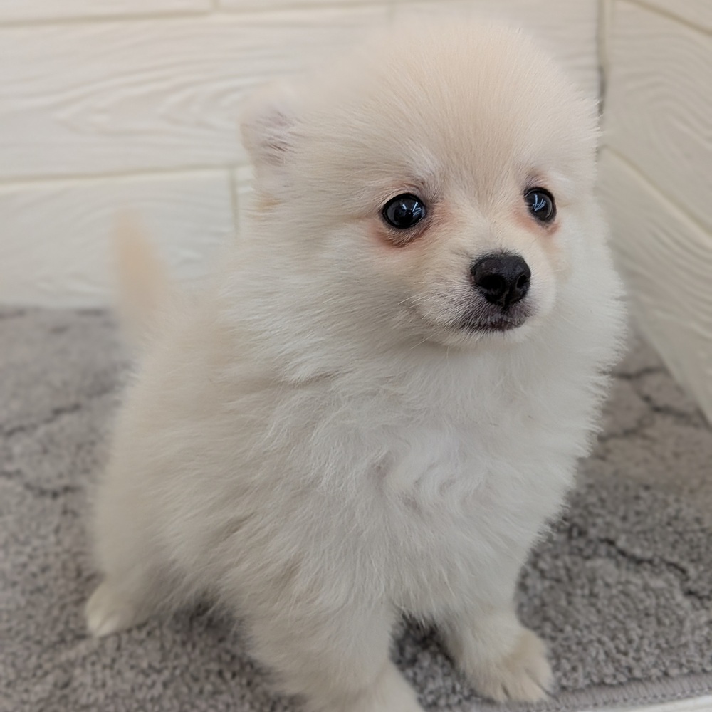 愛知県のポメチワ/チワポメ/ポメチー(ポメラニアン×チワワ) (犬の家＆猫の里七宝店/2026年1月22日生まれ/男の子/クリーム)の子犬の2枚目の画像