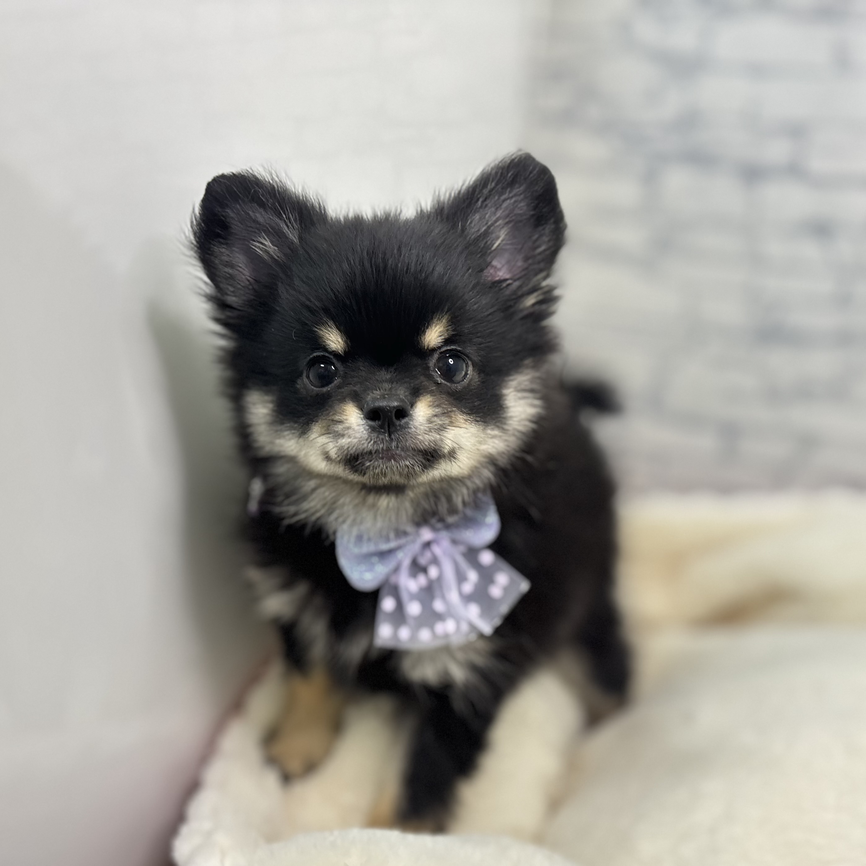 長野県のポメチワ/チワポメ/ポメチー(ポメラニアン×チワワ) (犬の家＆猫の里長野店/2026年1月22日生まれ/女の子/ブラックタン)の子犬の2枚目の画像