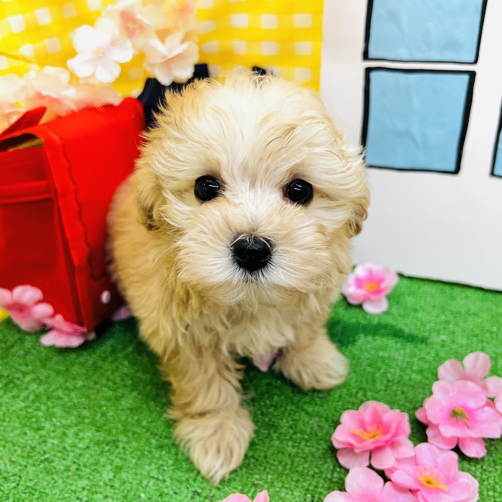 愛知県のマルプー(マルチーズ×プードル) (犬の家＆猫の里名古屋天白店/2026年1月24日生まれ/男の子/アプリコット)の子犬の2枚目の画像