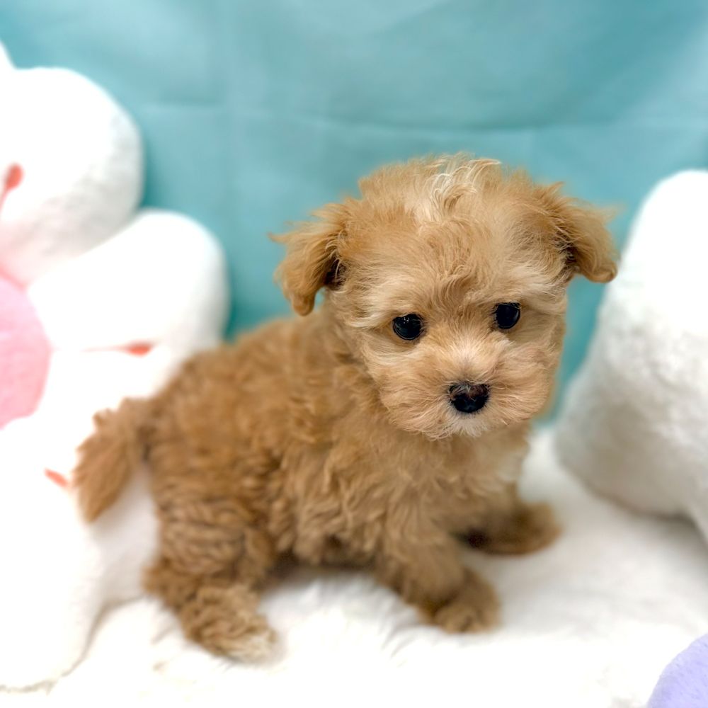 愛知県のマルプー(マルチーズ×プードル) (犬の家＆猫の里愛知刈谷店/2026年1月24日生まれ/女の子/アプリコットホワイト)の子犬の2枚目の画像