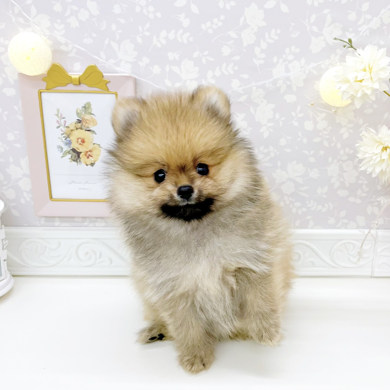 富山県のポメラニアン (犬の家＆猫の里富山店/2026年1月22日生まれ/男の子/オレンジ)の子犬の1枚目の画像