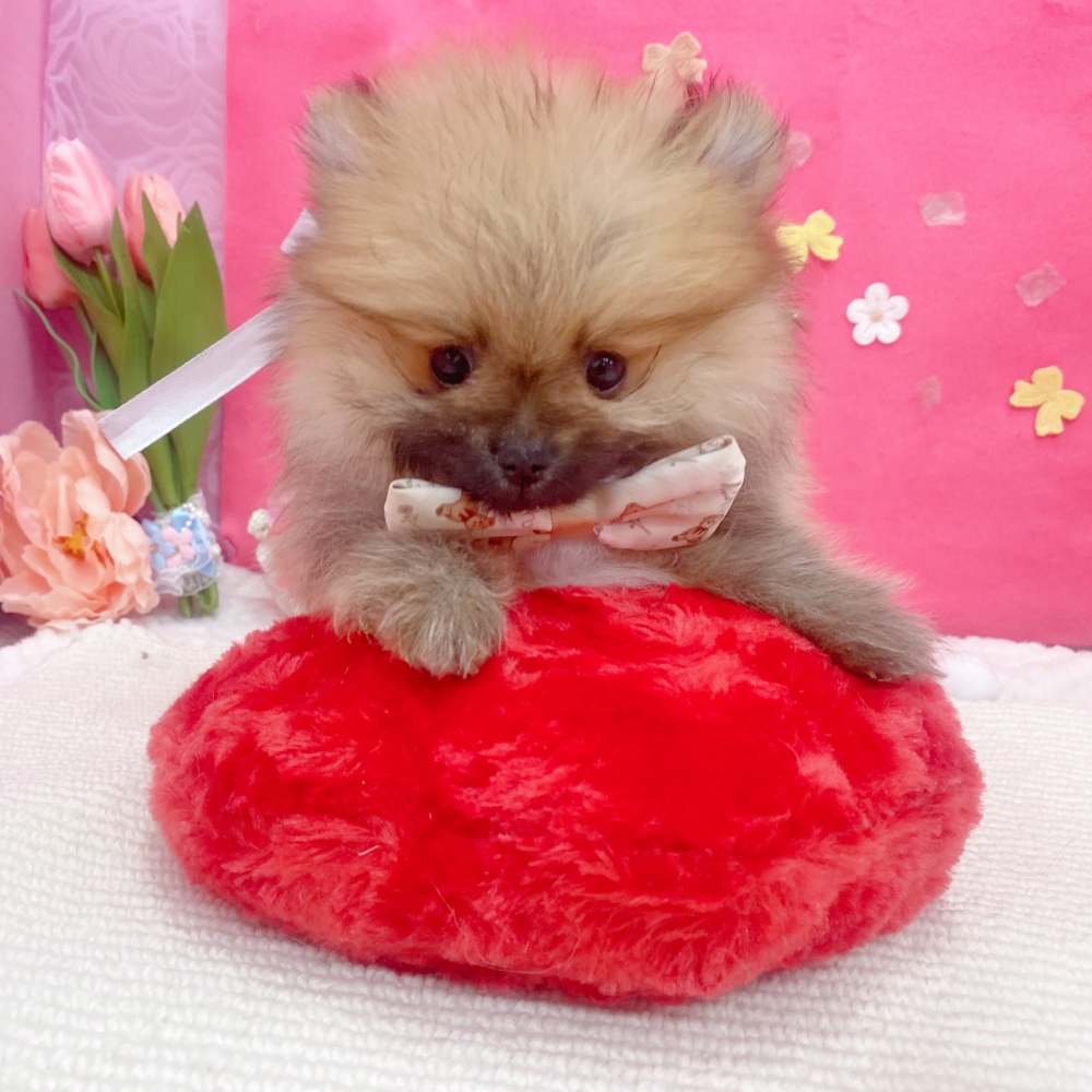 岐阜県のポメラニアン (犬の家＆猫の里岐南店/2026年1月22日生まれ/男の子/オレンジ)の子犬の2枚目の画像