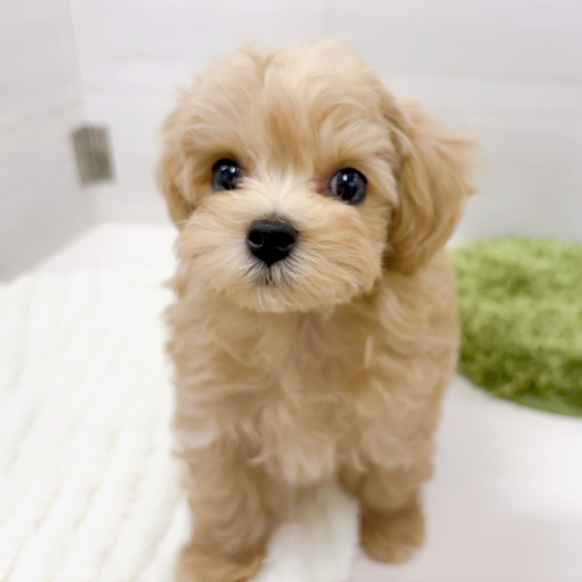 石川県のマルプー(マルチーズ×プードル) (犬の家＆猫の里アミーゴ金沢おこばた店/2026年1月22日生まれ/男の子/クリーム)の子犬の2枚目の画像