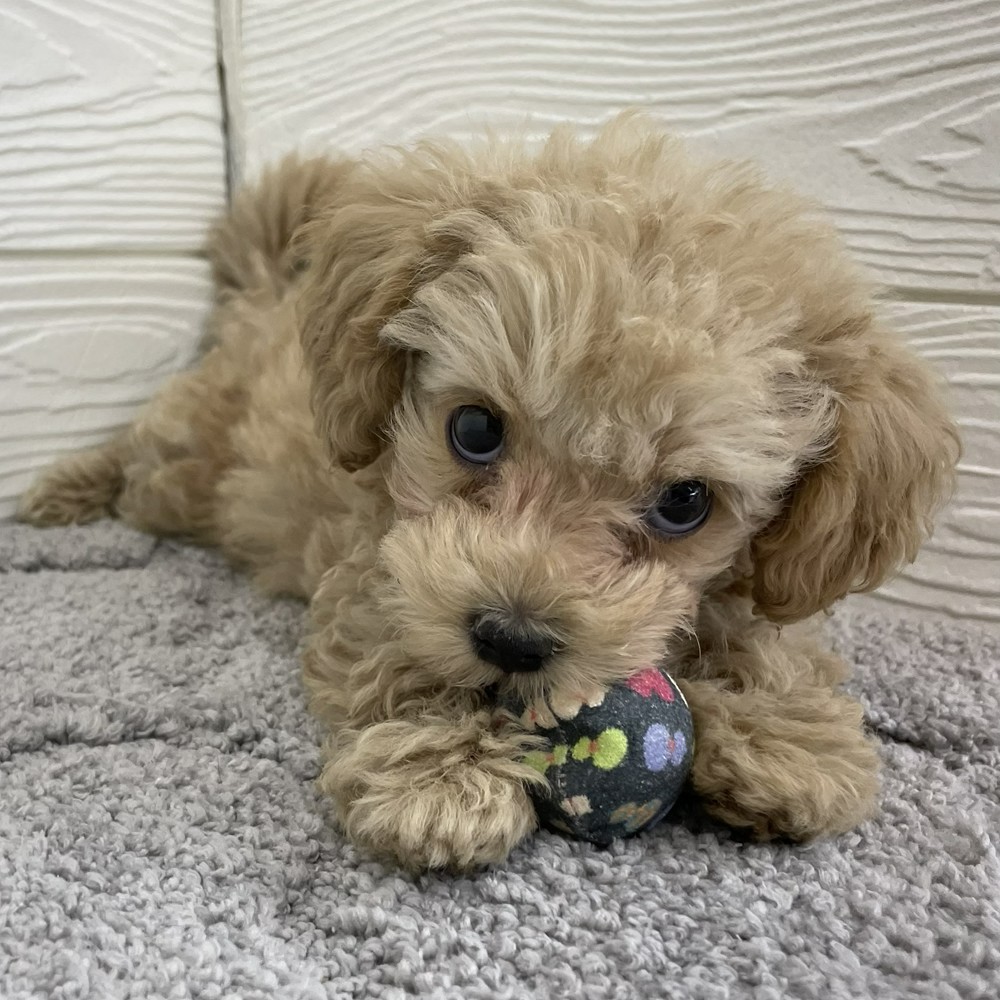 愛知県のマルプー(マルチーズ×プードル) (犬の家＆猫の里七宝店/2026年1月22日生まれ/女の子/アプリコット)の子犬の1枚目の画像