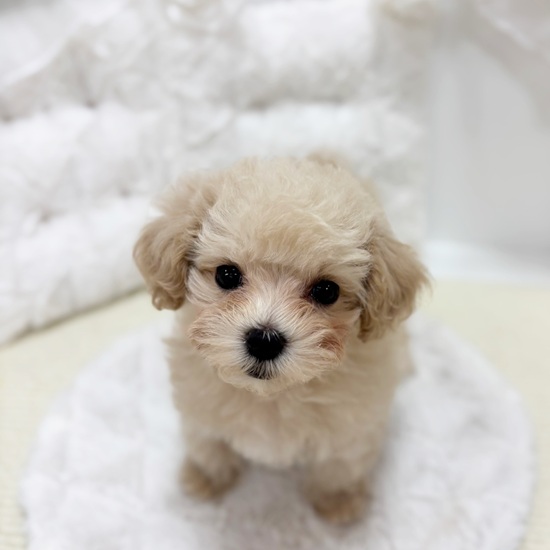 岐阜県のマルプー(マルチーズ×プードル) (犬の家＆猫の里カラフルタウン岐阜店/2026年1月22日生まれ/女の子/クリーム)の子犬の2枚目の画像