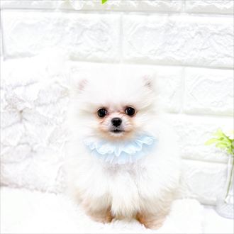 福井県のポメラニアン (犬の家＆猫の里アミーゴ福井店/2026年1月22日生まれ/男の子/クリーム)の子犬の2枚目の画像