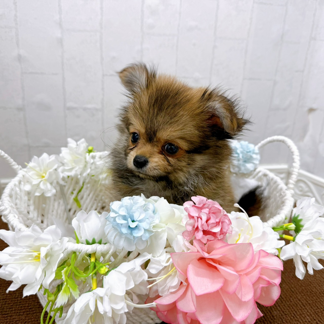 石川県のポメチワ/チワポメ/ポメチー(ポメラニアン×チワワ) (犬の家＆猫の里アミーゴ金沢有松店/2026年1月23日生まれ/男の子/オレンジ)の子犬の2枚目の画像