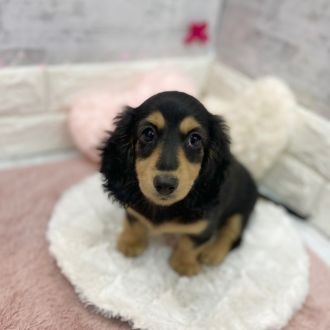 静岡県のミニチュアダックスフンド(ロング) (犬の家＆猫の里プレ葉ウォーク浜北店/2026年1月23日生まれ/女の子/ブラックタン)の子犬の2枚目の画像