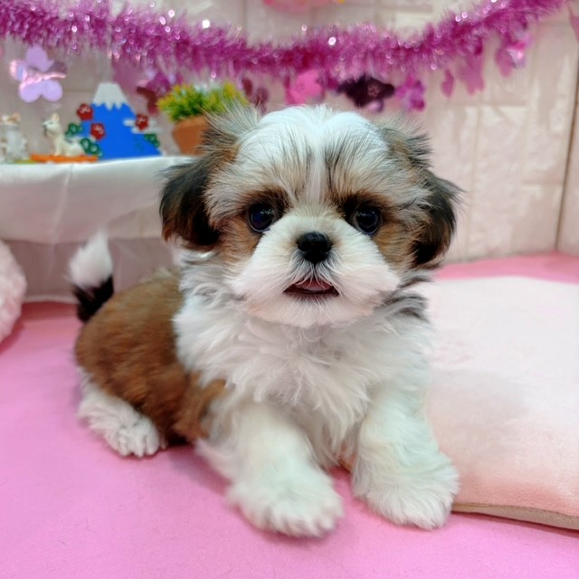 岡山県のシーズー (犬の家＆猫の里倉敷店/2026年1月19日生まれ/男の子/ホワイト＆ハニーゴールド)の子犬の1枚目の画像