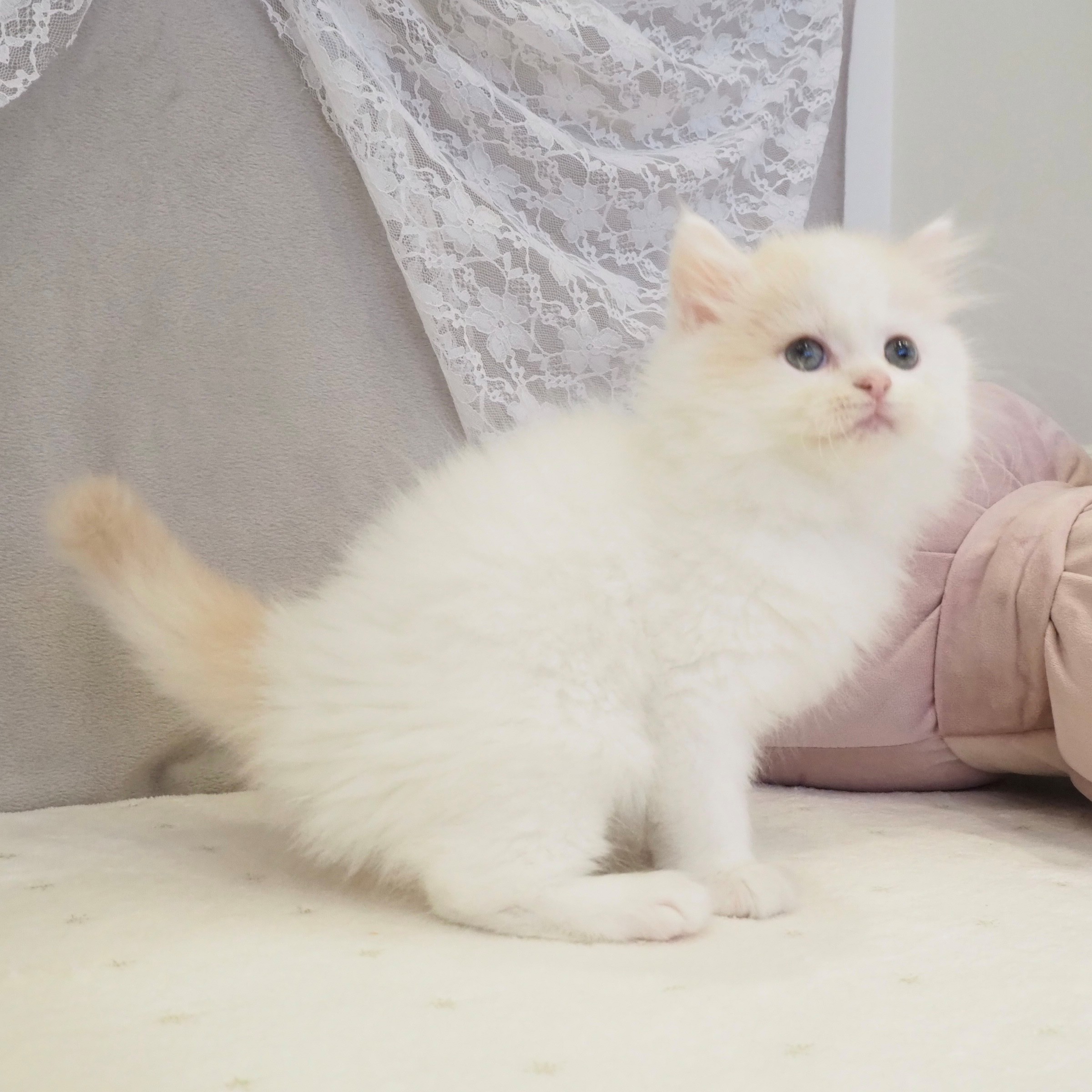 大阪府のスコティッシュストレート (犬の家＆猫の里もりのみやキューズモールBASE店/2026年1月24日生まれ/男の子/クリームタビーホワイト)の子猫の2枚目の画像