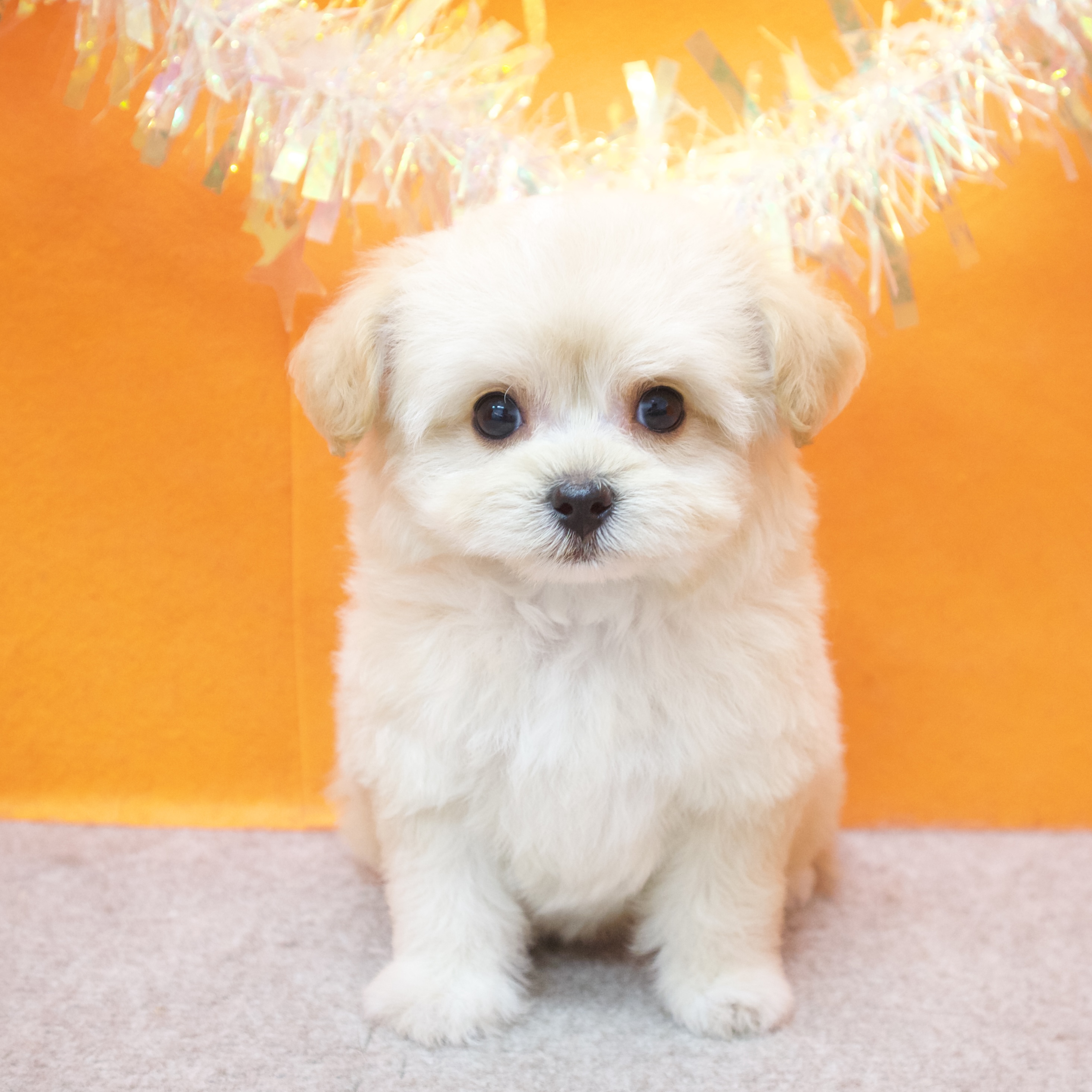 大阪府のチワプー/プーチー(チワワ×プードル) (犬の家＆猫の里吹田店/2026年1月25日生まれ/女の子/アプリコット)の子犬の1枚目の画像