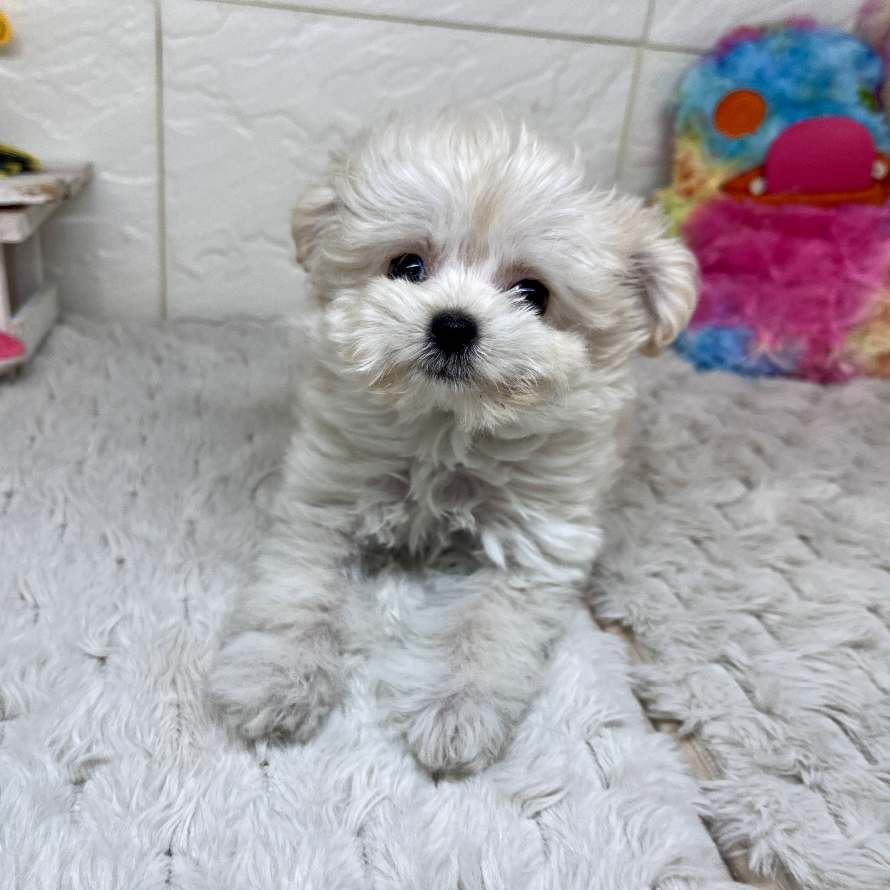 兵庫県のチワプー/プーチー(チワワ×プードル) (犬の家＆猫の里ゆめタウン姫路店/2026年1月25日生まれ/女の子/アプリコット)の子犬の1枚目の画像