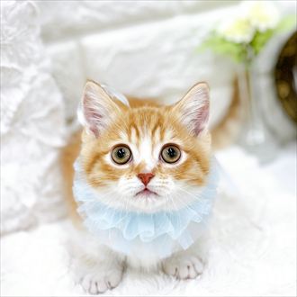 福井県のミヌエット (犬の家＆猫の里アミーゴ福井店/2026年1月22日生まれ/男の子/レッドタビーホワイト)の子猫の1枚目の画像