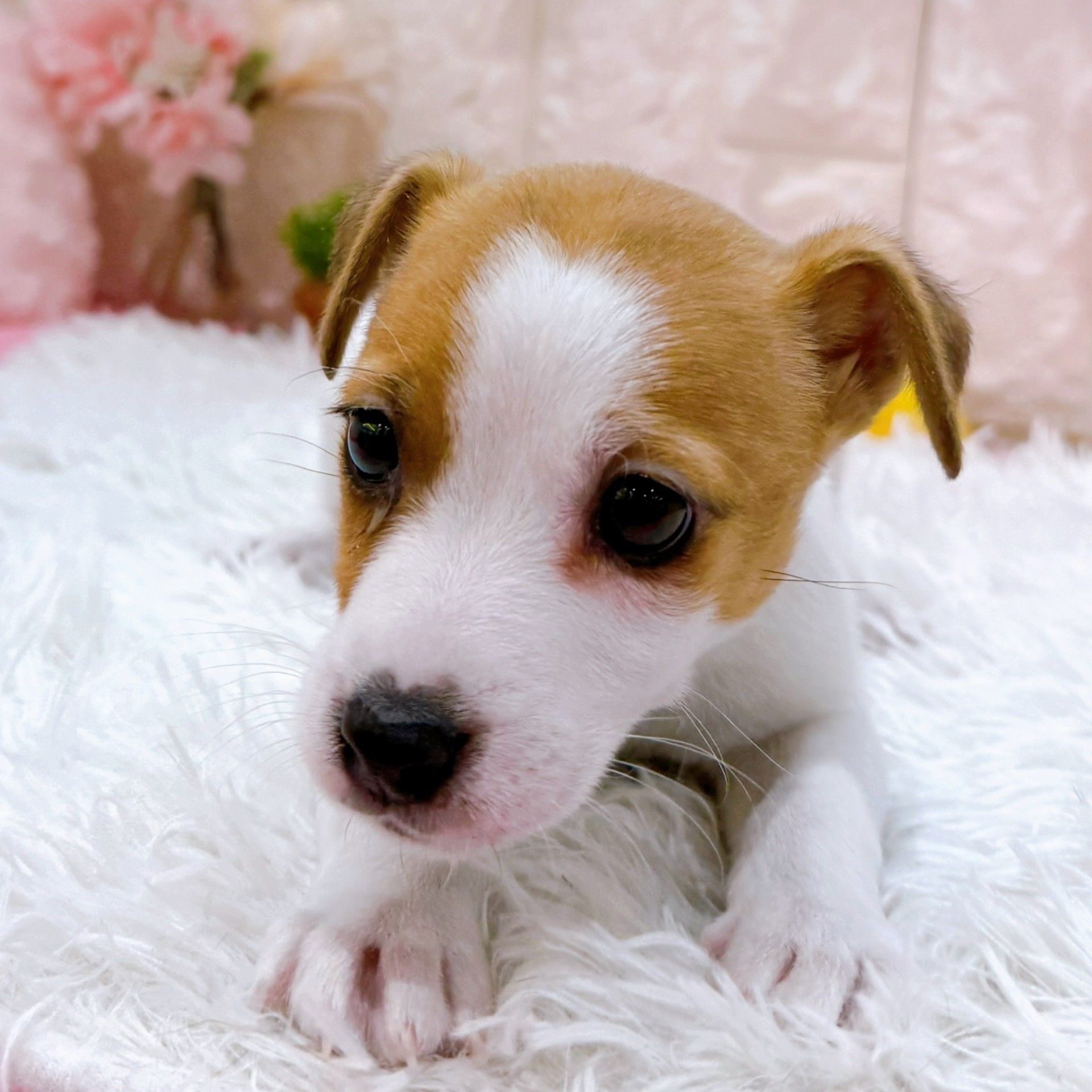 岡山県のジャックラッセルテリア (犬の家＆猫の里倉敷店/2026年1月25日生まれ/男の子/ホワイトタン)の子犬の2枚目の画像