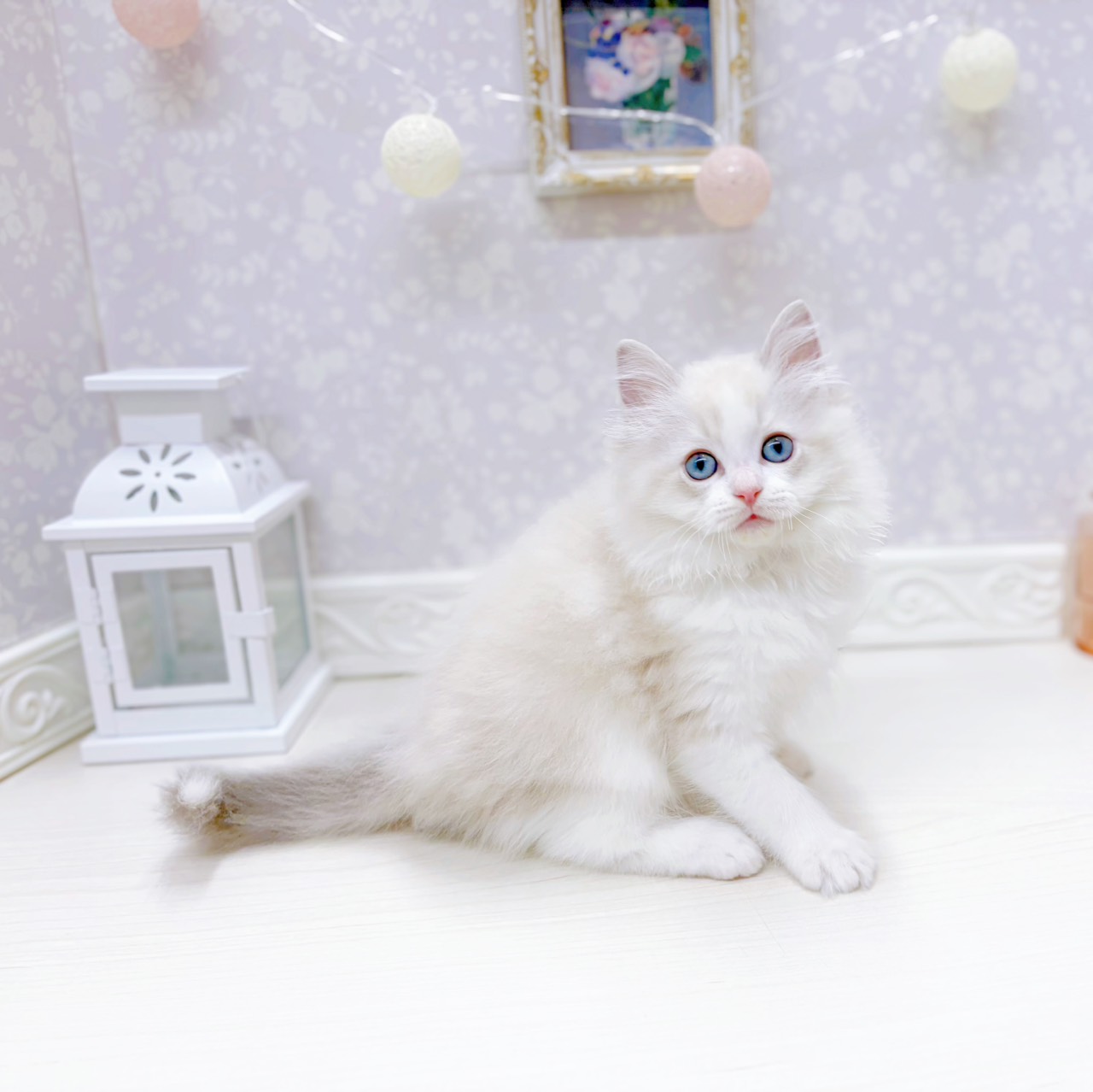 富山県のラグドール (犬の家＆猫の里アミーゴ山室店/2026年1月24日生まれ/男の子/ブルーリンクスポイントバイカラー)の子猫の1枚目の画像