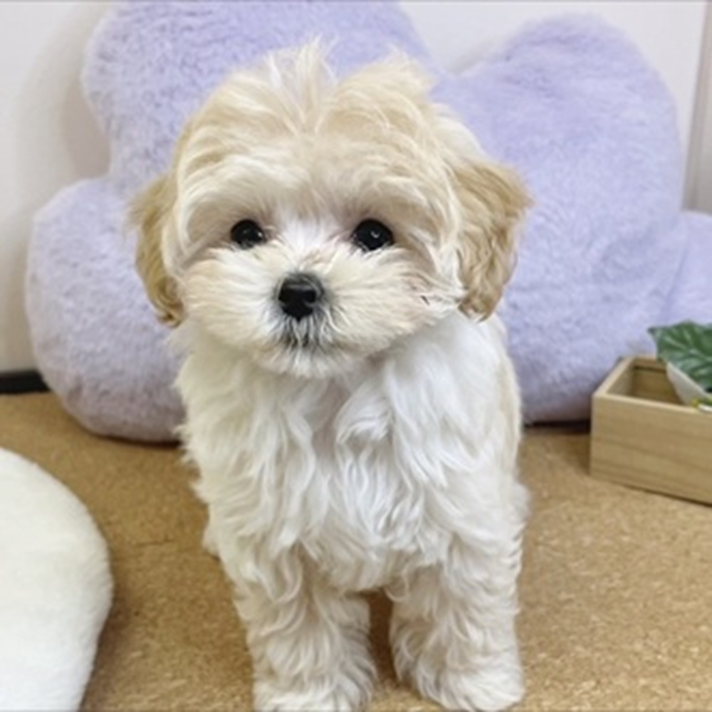 静岡県のマルプー(マルチーズ×プードル) (犬の家＆猫の里マークイズ静岡店/2026年1月10日生まれ/女の子/クリーム)の子犬の2枚目の画像