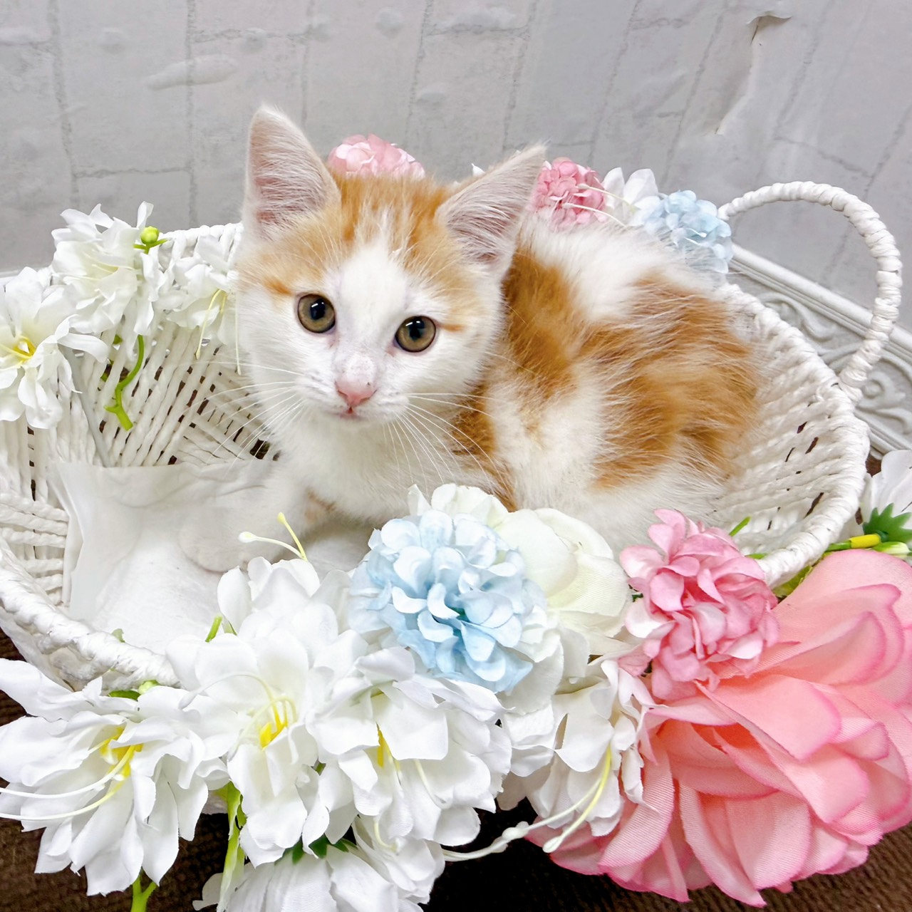 石川県のマンチカン (犬の家＆猫の里アミーゴ金沢有松店/2026年1月24日生まれ/女の子/レッドタビーホワイト)の子猫の2枚目の画像