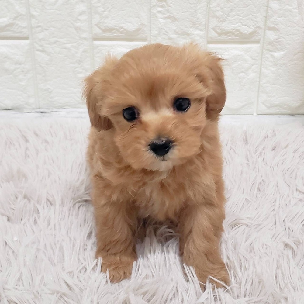 岡山県のマルプー(マルチーズ×プードル) (犬の家＆猫の里岡山店/2026年1月23日生まれ/女の子/レッド)の子犬の2枚目の画像