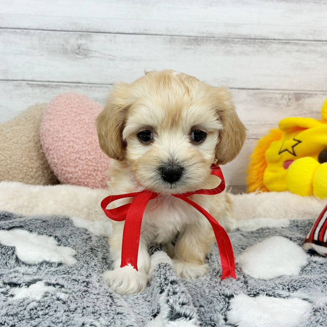 兵庫県のマルックス(マルチーズ×ダックス) (犬の家＆猫の里川西店/2026年1月24日生まれ/女の子/クリーム)の子犬の2枚目の画像