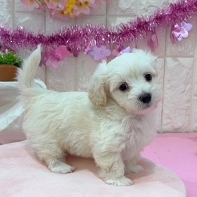 岡山県のマルックス(マルチーズ×ダックス) (犬の家＆猫の里倉敷店/2026年1月24日生まれ/男の子/クリーム)の子犬の2枚目の画像