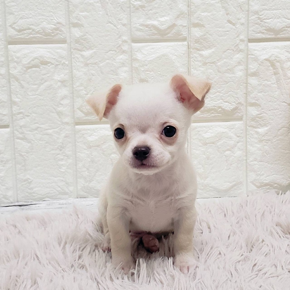 チワワ(スムース)男の子の写真