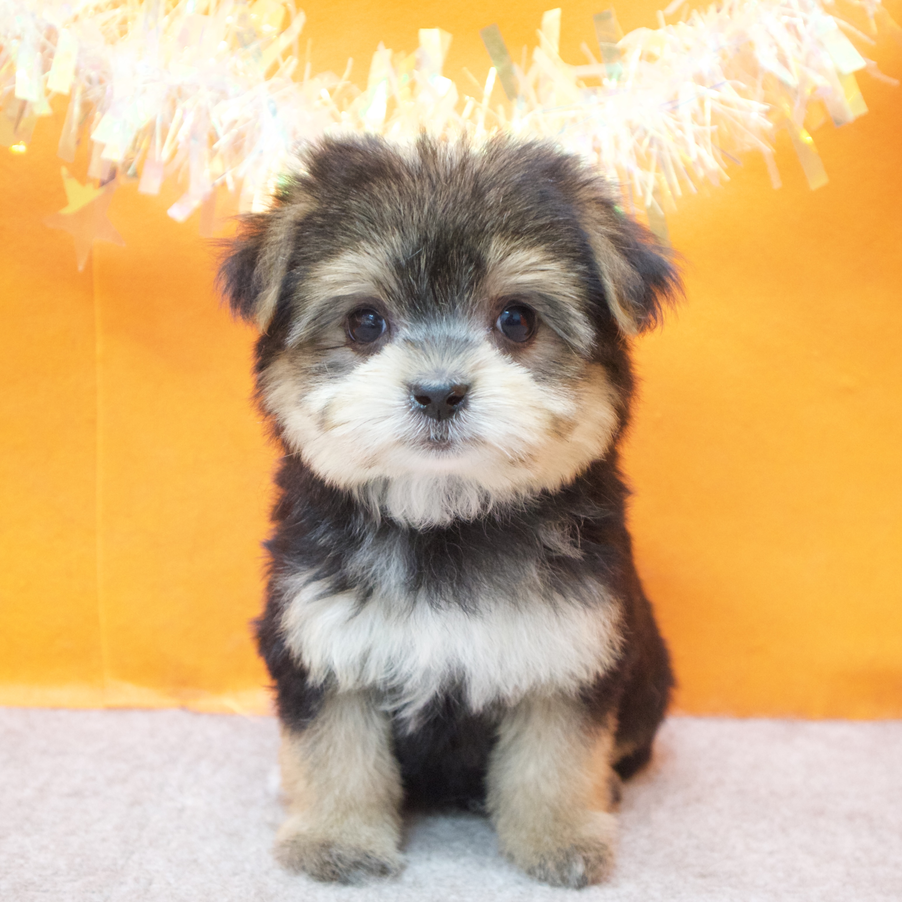 大阪府のマルキー/マルヨーキー(マルチーズ×ヨークシャーテリア) (犬の家＆猫の里吹田店/2026年1月25日生まれ/女の子/ブラックタン)の子犬の1枚目の画像