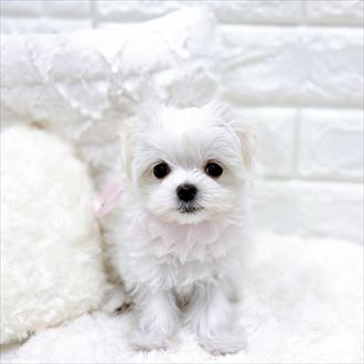 福井県のマルチーズ (犬の家＆猫の里アミーゴ福井店/2026年1月23日生まれ/女の子/ホワイト)の子犬の1枚目の画像