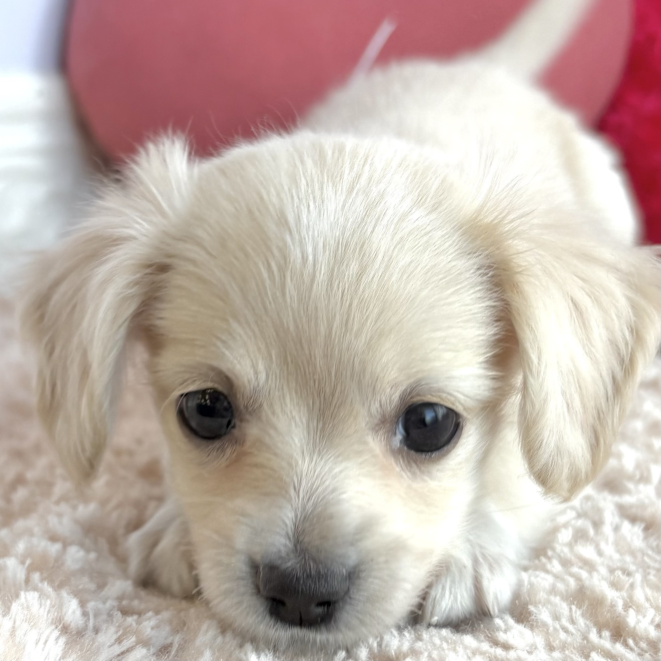 岡山県のチワックス(チワワ×ダックス) (犬の家＆猫の里倉敷中庄店/2026年1月25日生まれ/男の子/クリーム)の子犬の1枚目の画像