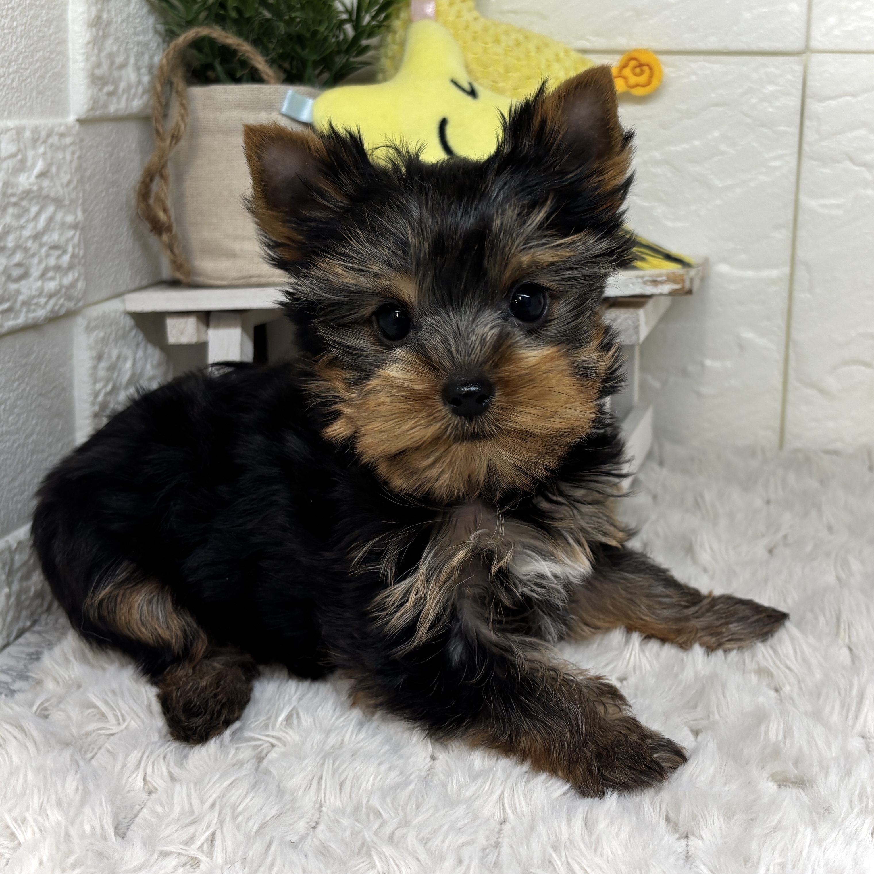 兵庫県のヨークシャーテリア (犬の家＆猫の里ゆめタウン姫路店/2026年1月25日生まれ/女の子/スチールブルータン)の子犬の2枚目の画像