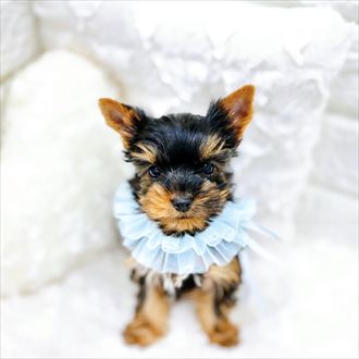 福井県のヨークシャーテリア (犬の家＆猫の里アミーゴ福井店/2026年1月24日生まれ/男の子/スチールブルータン)の子犬の1枚目の画像